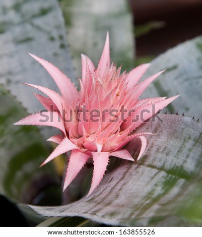 Pineapple flowers, Pink Bromeliad, Flower, Variegated Leaves, Close-Up, Directly Above, Nature