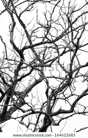 Branches of the background black and white