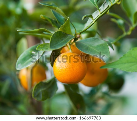 Tangerine On A Citrus Tree