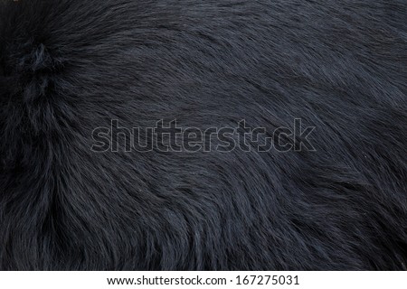 black bear fur texture