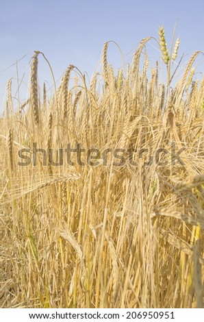 Winter Barley Ears of Winter Barley, ready for harvest. Winter barley is used in the brewing and distilling industries and is also used as malting barley.