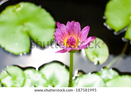 Lotus in a pond with lotus leaf green.
