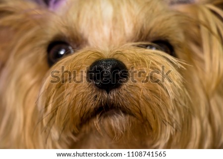 My dog is in a naughty moment.(yorkshire terrier)