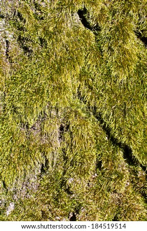 Moss surface texture abstract vertical orientation