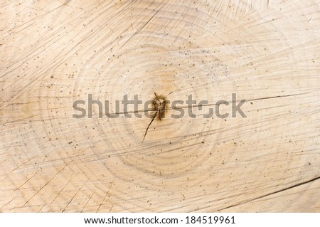 Tree growth rings in the wood texture