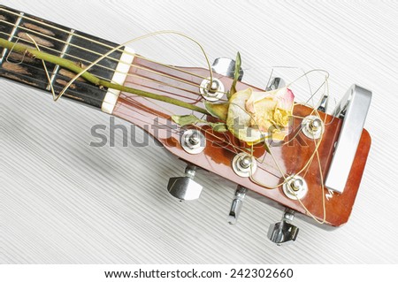 Wilted rose on acoustic guitar head