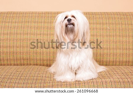 White Lhasa Apso dog posing on the vintage sofa