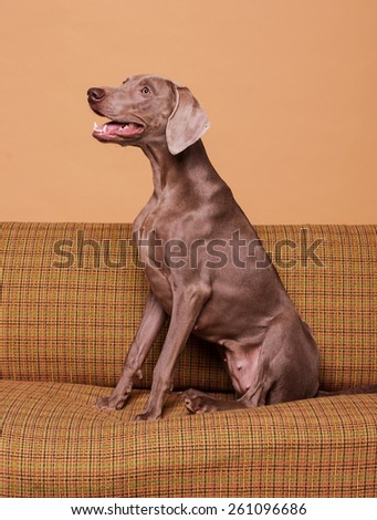 Dog posing on the old vintage couch