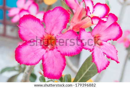 desert rose flower from tropical climate