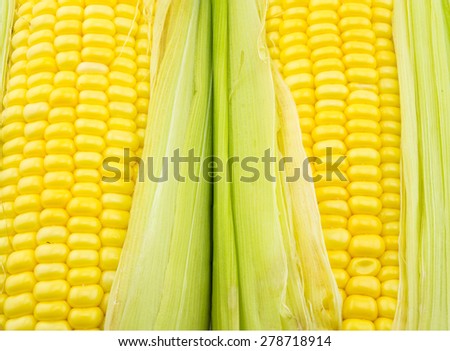 An ear of corn a white background