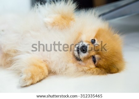 dog lying on white floor in luxury Hotel room