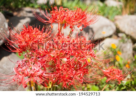 spider lily in the strong sunshine