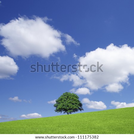 Green fields and lone tree