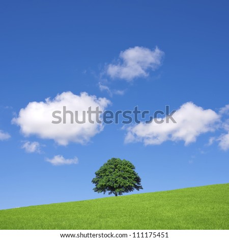 Green fields and lone tree