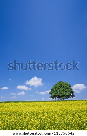 lone tree and rape fields