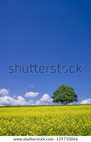 lone tree and rape fields