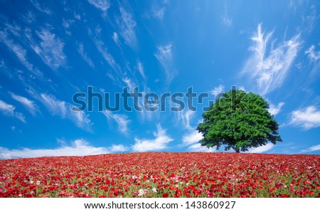 red poppy field and lone tree