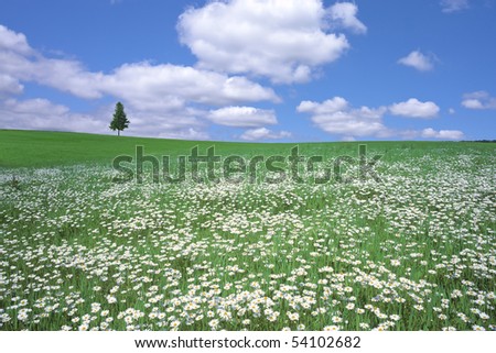 Stock Photo:Flower field and blue sky with clouds.