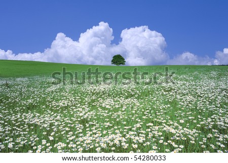Stock Photo:Flower field and blue sky with clouds.