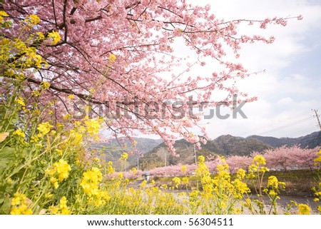 Flowers And River