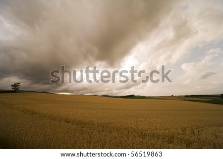 Landscape of gold wheat field ready to harvest in coutryside.