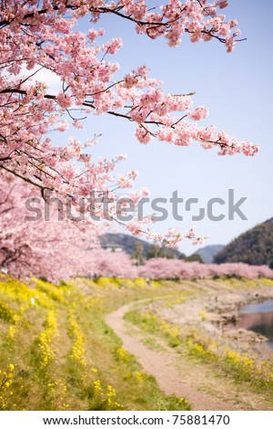 Cherry blossoms and yellow flowers and river.