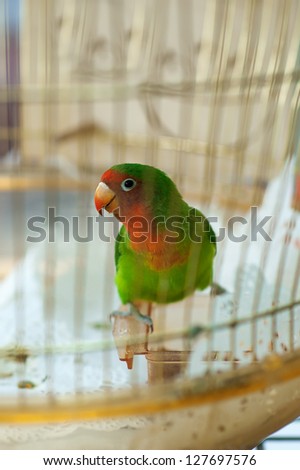 Beautiful colorful parrot in home cage.