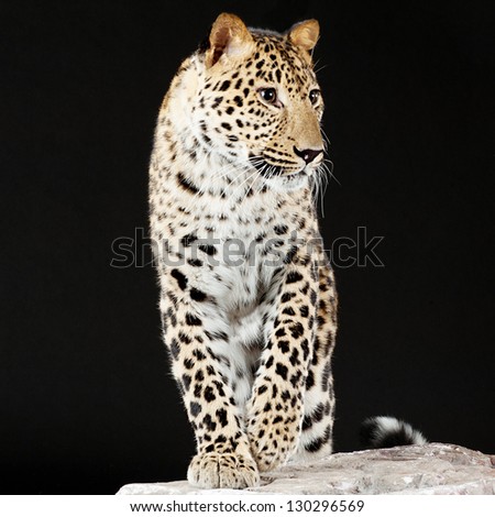 Elegant big leopard stands on rock, black background.