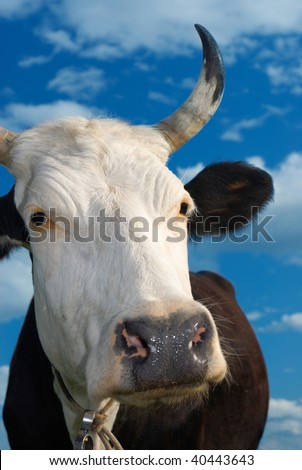 The spotty cow looks in a camera against the dark blue sky with clouds