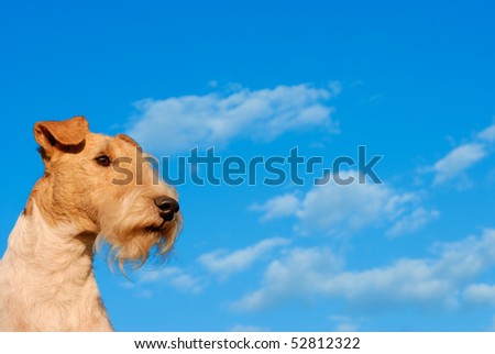 Dog of breed fox terrier against the dark blue sky with clouds