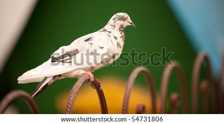 White pigeon sits on metal fencing.