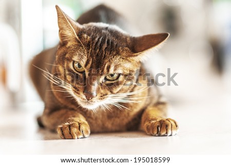 Abyssinian cat with brown a wool with watchfulness looks towards danger.