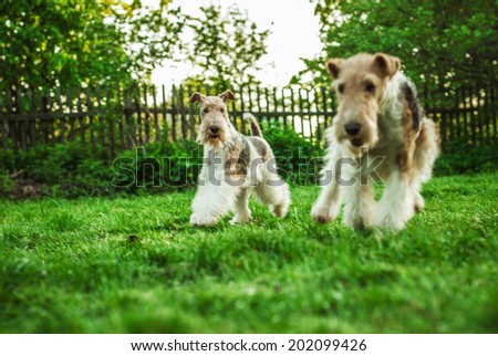 Fox terrier close up against a green grass