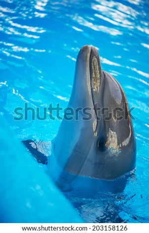 Dolphin pokes head out of water in basin of oceanarium.