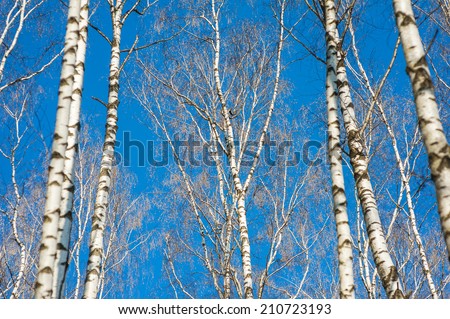 Birch is a broadleaved deciduous hardwood tree of the genus Betula in the family Betulaceae, which also includes alders, hazels, and hornbeams, and is closely related to the beech and oak family.
