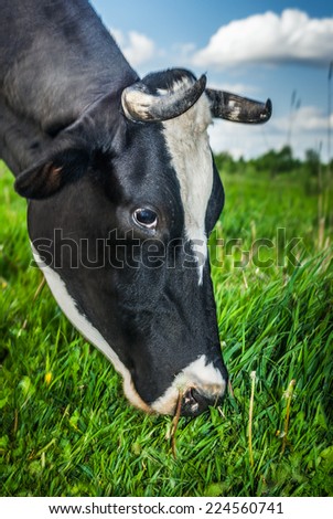 Black cow with white muzzle is grazed on meadow and eats green grass.