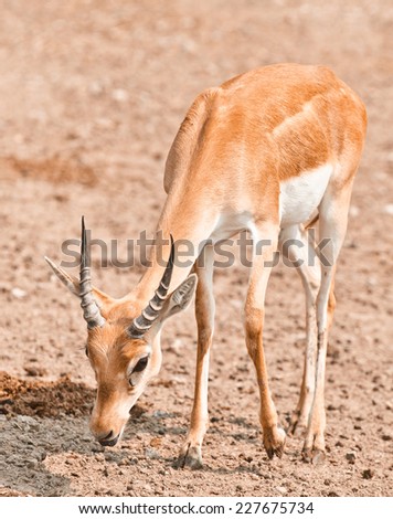 Young male impala antelope has come on watering place.