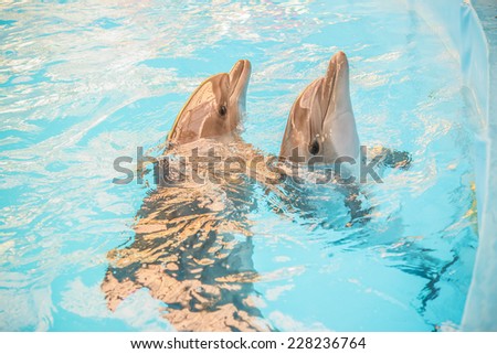 Two dolphin pokes head out of water in basin of oceanarium.