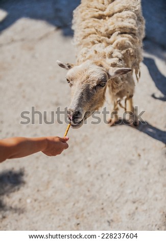 Ram begging food from zoo visitors.