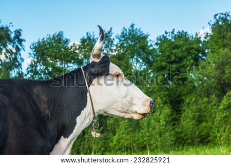 Black cow with white muzzle is grazed on meadow and eats green grass.