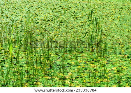 Marsh overgrown with reeds and duckweed.