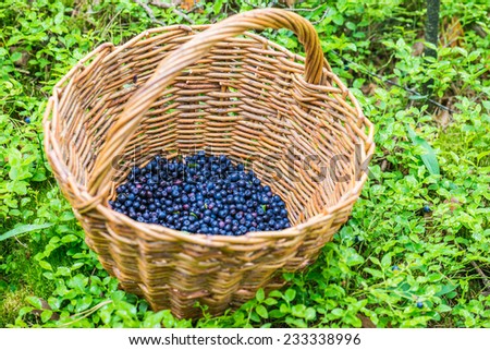 Blueberries are perennial flowering plants with indigo-colored berries from section Cyanococcus within genus Vaccinium (genus that also includes cranberries and bilberries).