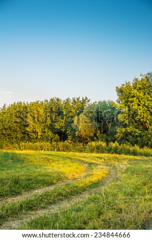 Russian field and forest in sunny summer day.
