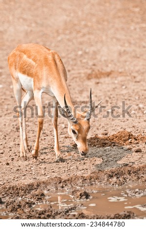 Young male impala antelope has come on watering place.