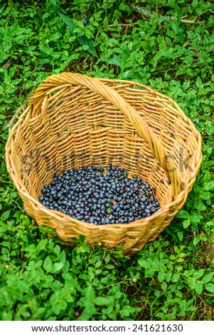 Blueberries are perennial flowering plants with indigo-colored berries from section Cyanococcus within genus Vaccinium (genus that also includes cranberries and bilberries).
