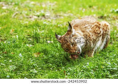 Eurasian lynx is a medium-sized cat native to European and Siberian forests, Central Asia and East Asia.