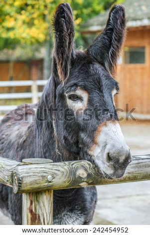 Mule is the offspring of a male donkey (jack) and a female horse (mare).