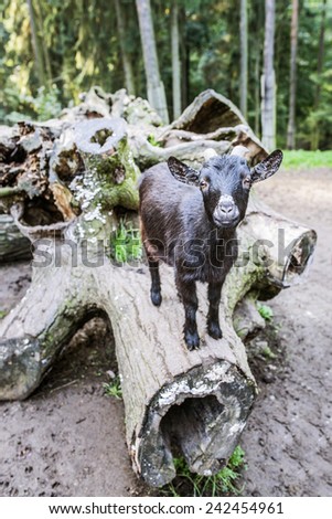 Young black goat climbed on log in barnyard.