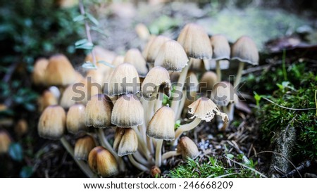 Coprinellus micaceus is common species of fungus in family Psathyrellaceae with cosmopolitan distribution.
