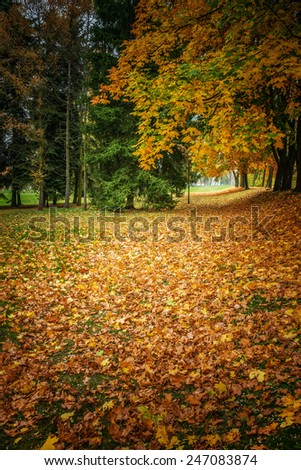 Fallen leaves in autumn city park.